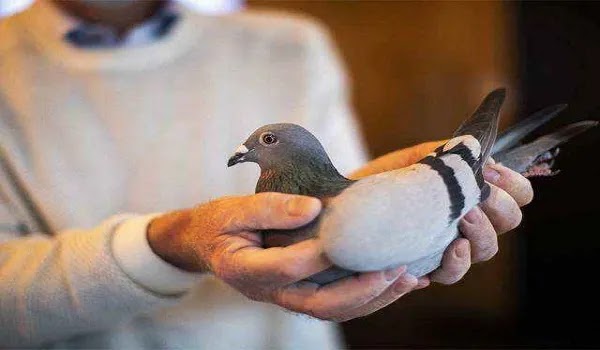 The Most Expensive pigeon Auction For Rs 300 Million The Most Expensive pigeon Auction For Rs 300 Million