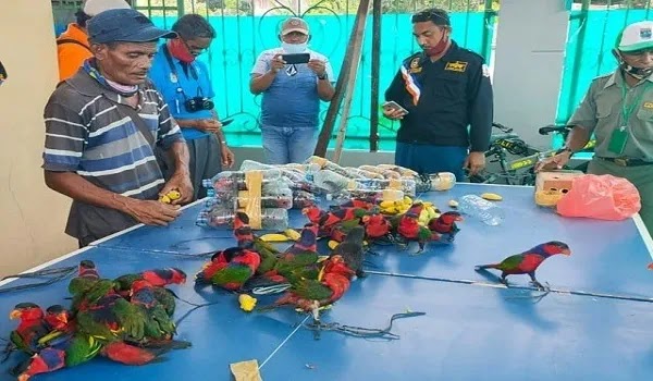 Indonesia Attempt to Smuggle Parrots in Plastic Bottles Fails Indonesia Attempt to Smuggle Parrots in Plastic Bottles Fails