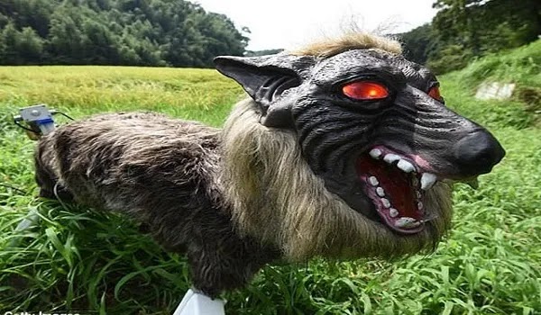 Scary Wolf Robot To Save The Villagers From Bears Attack Scary Wolf Robot To Save The Villagers From Bears Attack