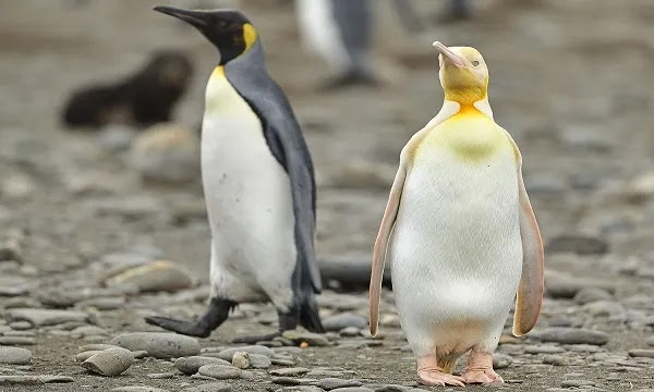 Yellow Penguin in South Georgia