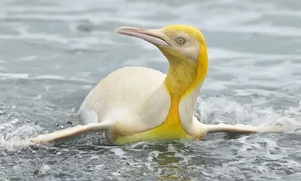 Yellow Penguin Discovered in South Georgia