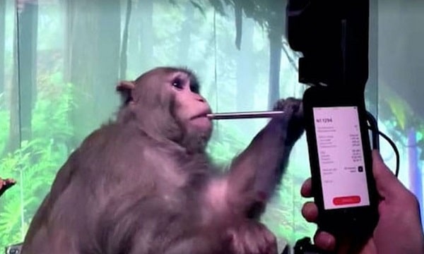 An Electronic Chip Put In The Monkey's Brain By The American Company