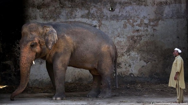 Documentary Made on Pakistani Elephant "Kauon" Trailer Released