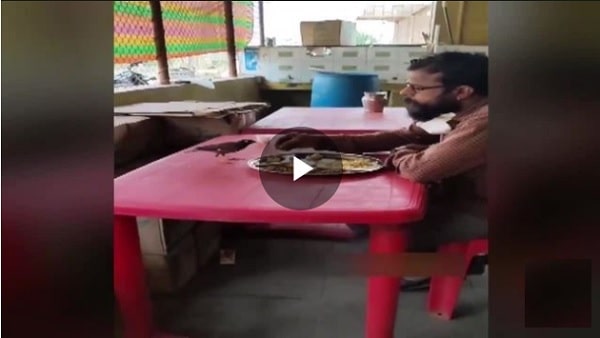 Man and a Bird Eating From the Same Plate, Viral Video