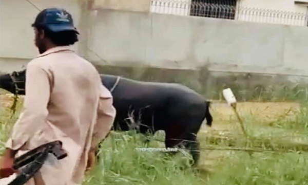 Karachi:  8 Arrested for Shooting on Buffalo, Video Goes Viral