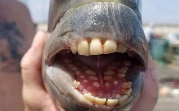 Fish With Human-Like Teeth Discover