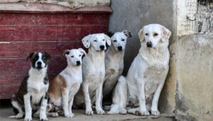 Qatar: Armed Men Firing on Dogs in a Rescue Center Killed 29 Dogs